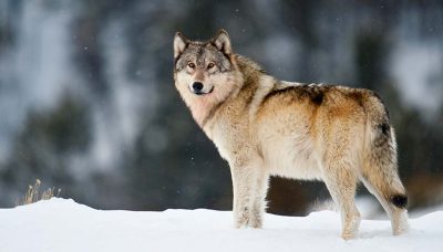 Wolf op een besneeuwde vlakte